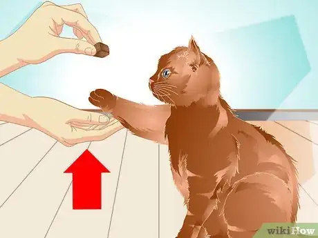 Image intitulée Teach a Cat to "High Five" Step 26